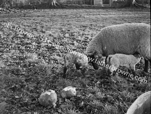 LAMBS WITH SHEEP